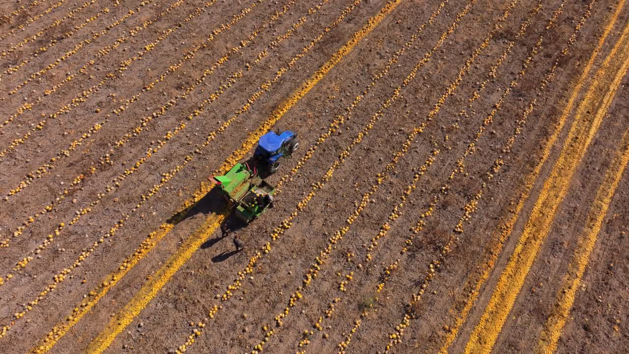 Veduta aerea di terreni agricoli rurali turchi con trattore e appezzamenti di zucche.