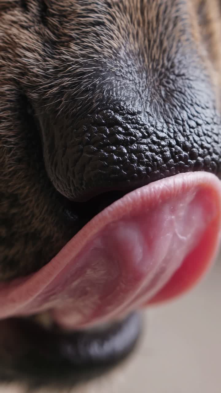 Close-up of a dog's nose in macro detail, capturing the texture and fur