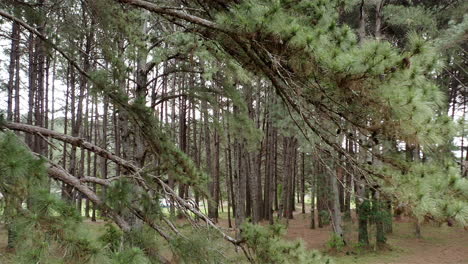 Eine-Filmische-Drohne-Fliegt-Durch-Die-Äste-Eines-Baumes-Im-Pinienwald-Und-Enthüllt-Die-Wundervolle-Landschaft