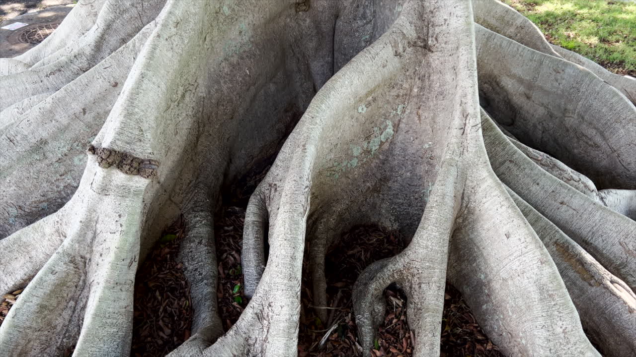 하와이 오아후 섬의 반얀 트리 패닝