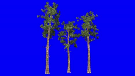 clúster general de árboles de coníferas en 3d con efecto de viento en pantalla azul animación en 3d