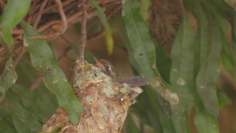 Kolibriküken-Auf-Seinem-Nest,-Das-Seine-Feder-Mit-Dem-Schnabel-Kratzt-Und-Vor-Hunger-Wartet