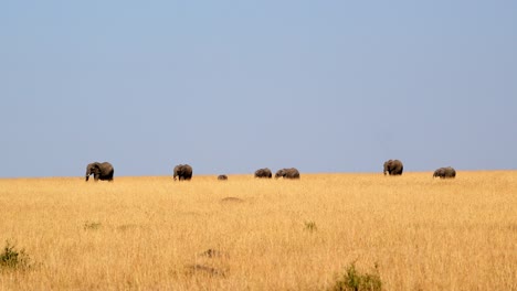 group of endangered african elephants walking in the savannah in daytime in masai mara, kenya