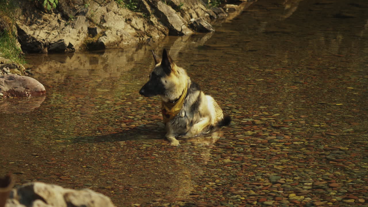 un perro pastor alemán se refresca al acostarse en el arroyo y luego camina en busca de algo de sombra en un viaje de campamento en una tarde calurosa y soleada