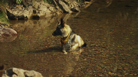 Ein-Deutscher-Schäferhund-Kühlt-Sich-Ab,-Indem-Er-Sich-In-Den-Bach-Legt,-Und-Geht-Dann-An-Einem-Heißen,-Sonnigen-Nachmittag-Auf-Der-Suche-Nach-Etwas-Schatten-Auf-Einen-Campingausflug