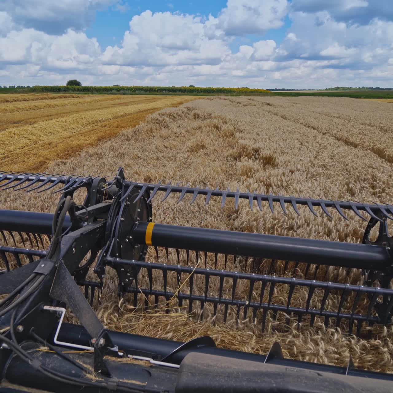 Detail view on knives of combine. Part of agricultural equipment cutting yellow ears of wheat. Close-up. View from combine harvester.