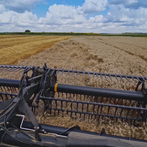 detail view on knives of combine. part of agricultural equipment cutting yellow ears of wheat. close-up. view from combine harvester.