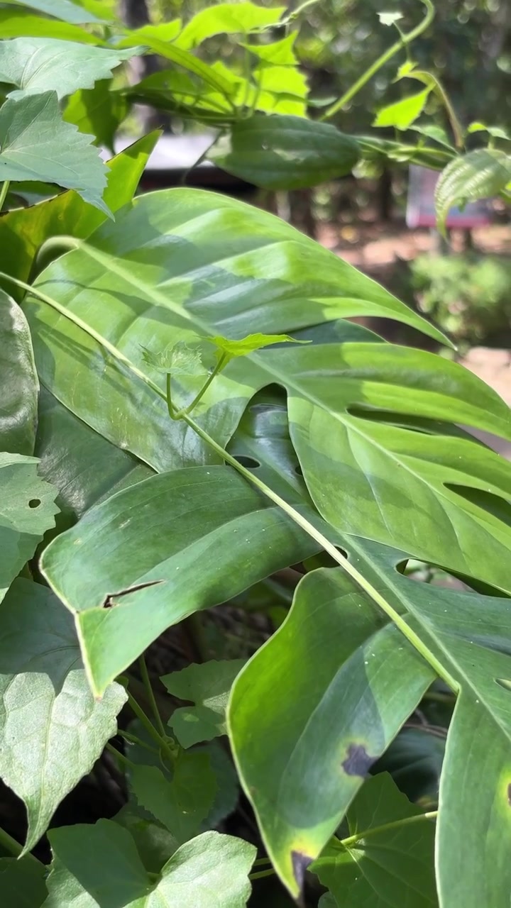 Primo piano di foglie di Monstera verde vibrante alla luce del sole