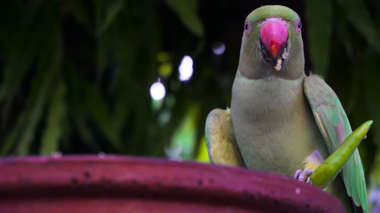 인도 앵무새라고도하는 인도 장미 고리 앵무새