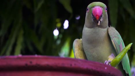 indian rose ringed parakeet also known as indian parrot