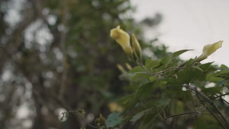 Close-up-view-of-a-twig-with-green-leaves-and-a-yellow-flower,-blooming-in-nature