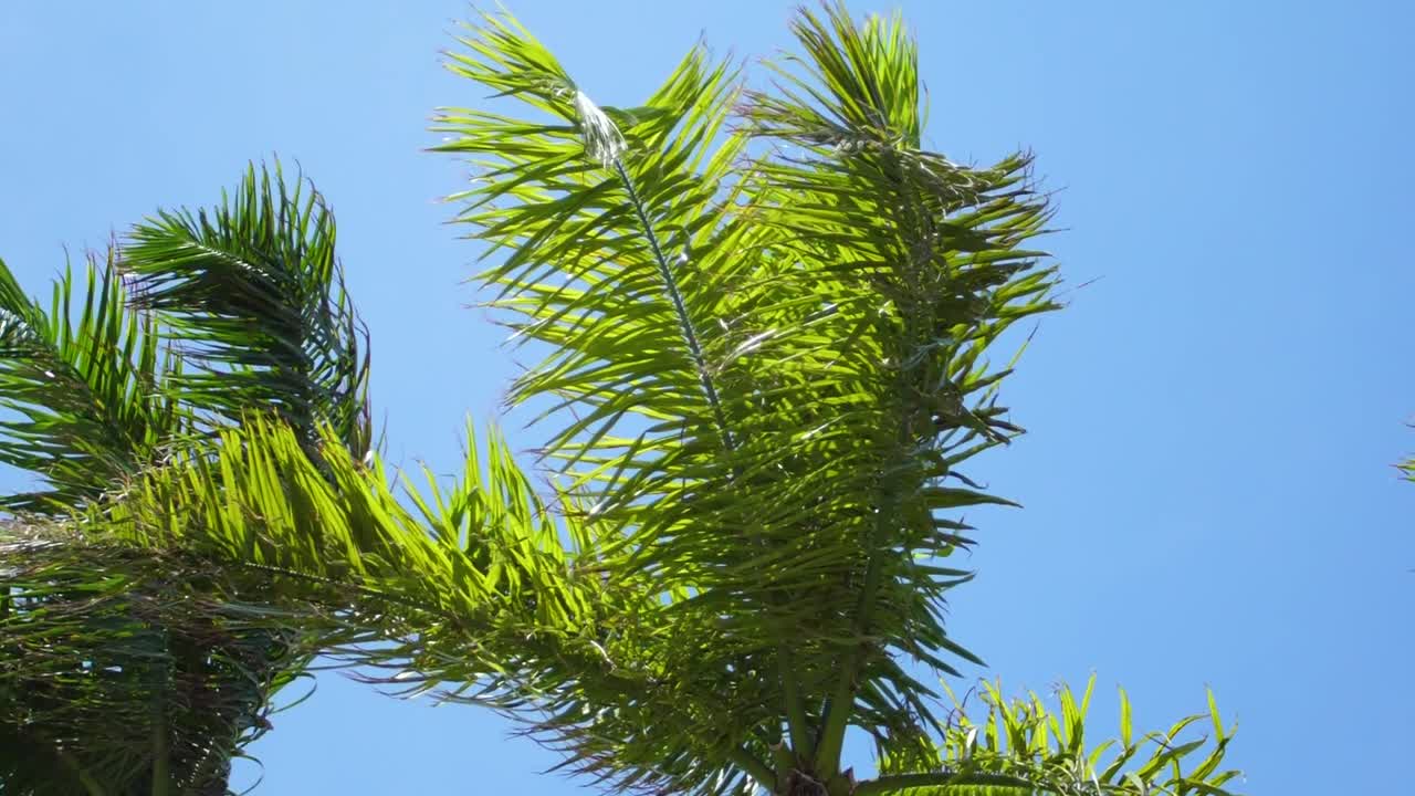 Palm Branches Blowing in the Wind in Cancun Mexico