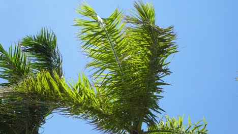 Ramas-De-Palmeras-Ondeando-Al-Viento-En-Cancún-México