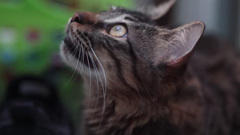 A-close-up-shot-of-a-wild-Maine-Coon-black-and-brown-tiger-colors-fluffy-cat-with-green-eyes-and-big-teeth,-growling-and-hunting-after-a-fly,-home-pet,-slow-motion-4K-video