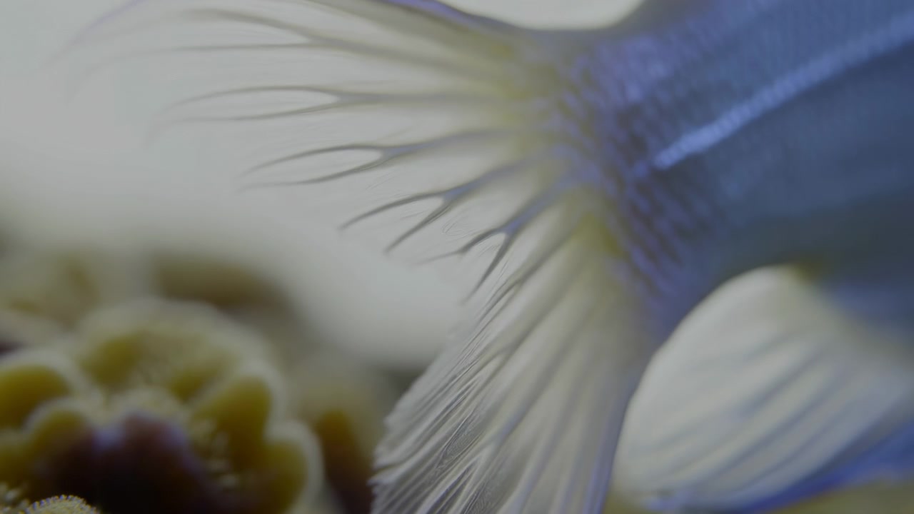 青と白の花を背景に、繊細な羽のような構造と鮮やかな花びらを見せながら、自然の屋外環境で優雅に舞う穏やかな蝶。