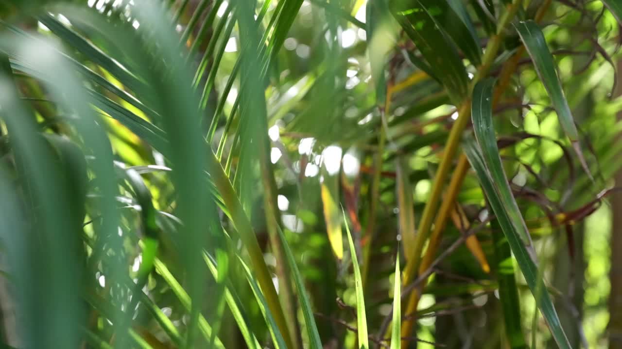 hojas de palma en el viento