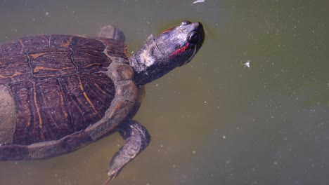 una tortuga se desliza pacíficamente a través del agua