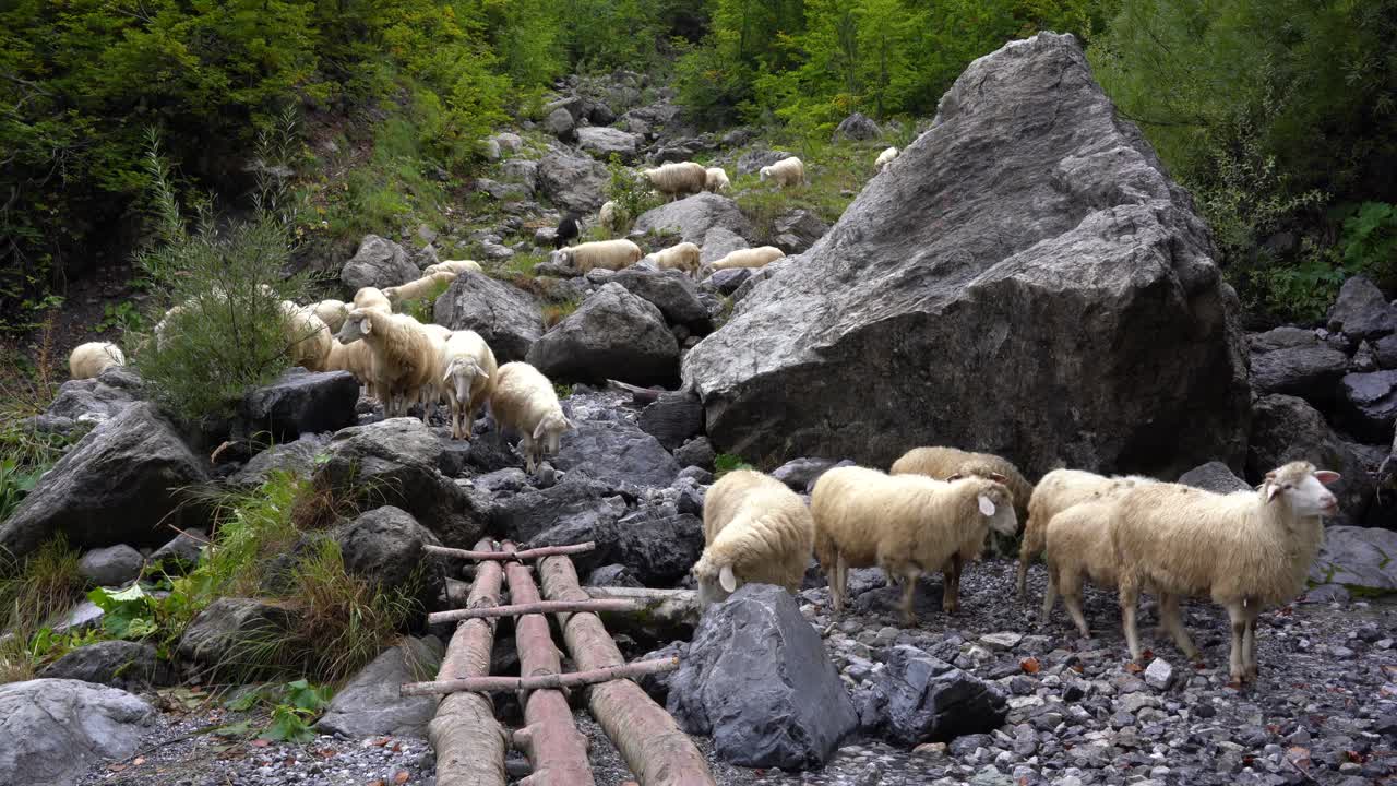 돌과 숲으로 둘러싸인 초원 근처 산에서 양 떼가 방목하다