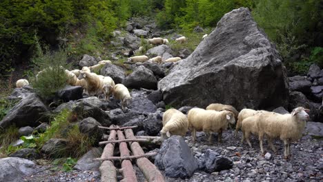 Herd-of-sheep-graze-on-mountain-near-meadow-surrounded-by-stones-and-forest