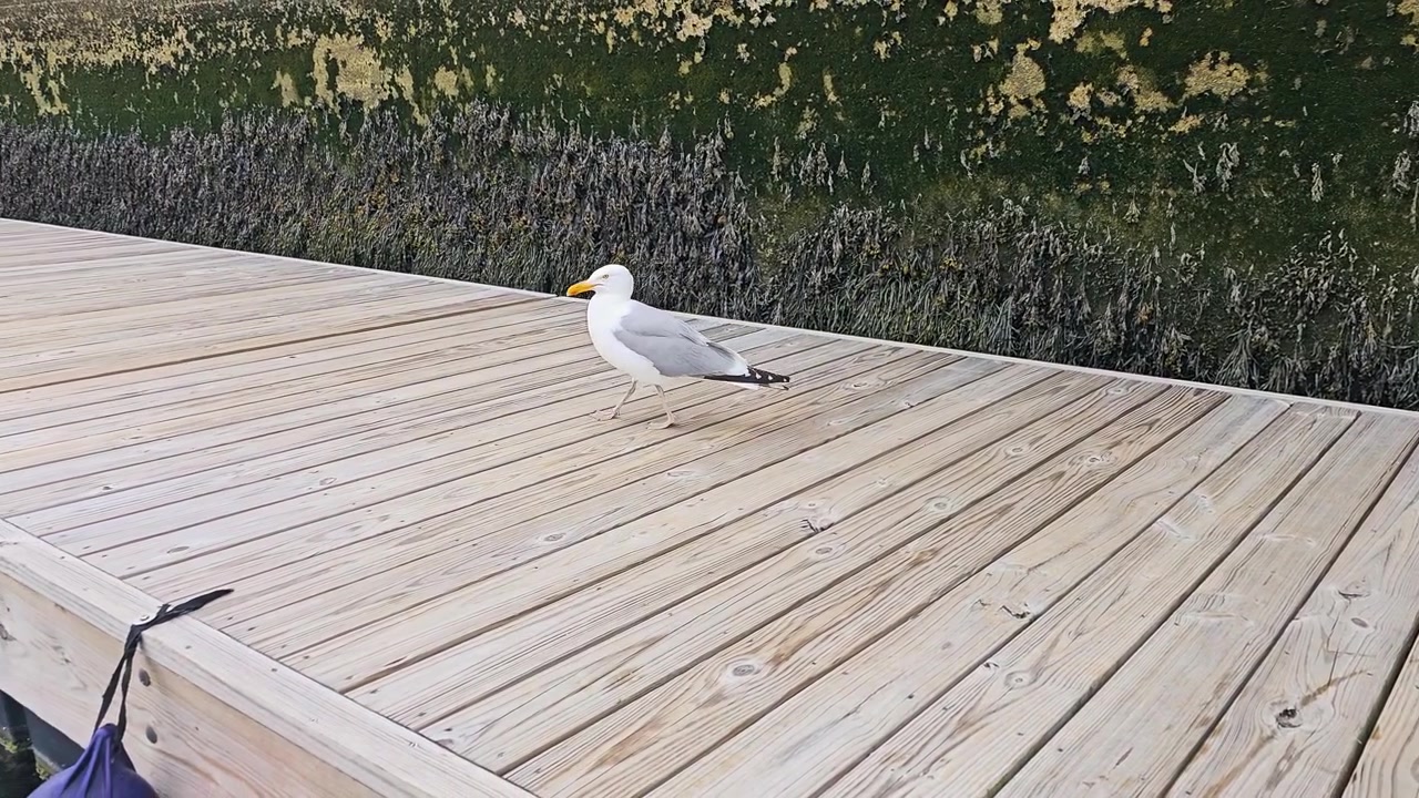 Un gabbiano costiero cammina su un molo di legno chiaro vicino ad alghe scure e vegetazione di marea, con un'ambientazione da marina, comportamento naturale dell'uccello e una luminosa scena esterna sul lungomare.