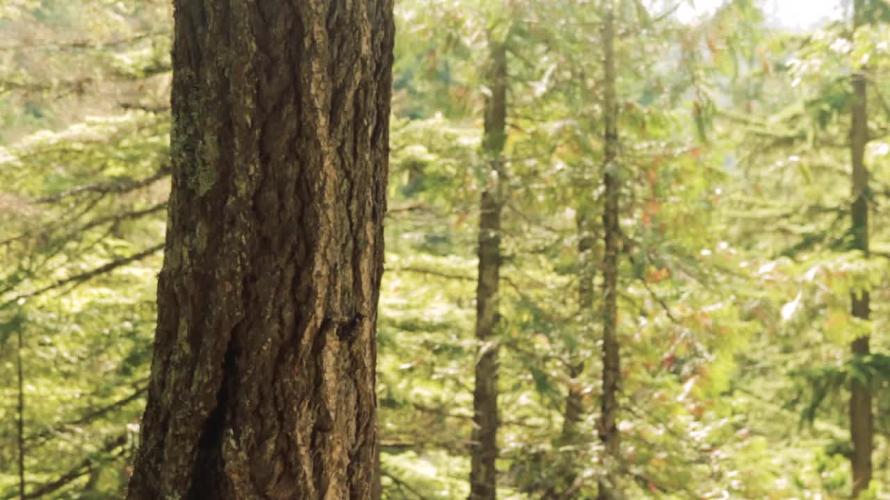 바람에 춤추는 나무