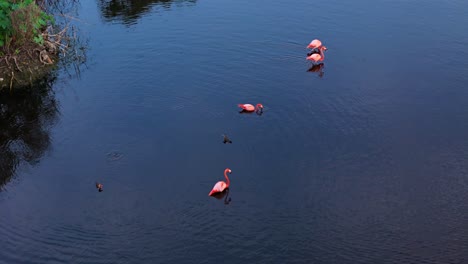 flamingos walk across open water of mangrove forest, aerial overview