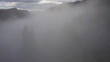 a journey through low lying fog uncovers a colored tree canopy forest in washington state in autumn