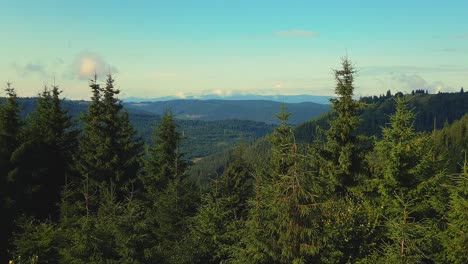 Carpathian-Mountains-covered-with-pine-forest-in-Transylvania,-zoom-in