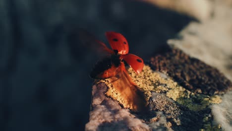 Ladybird-spread-its-wings-before-takeoff-and-flew-over-the-rock