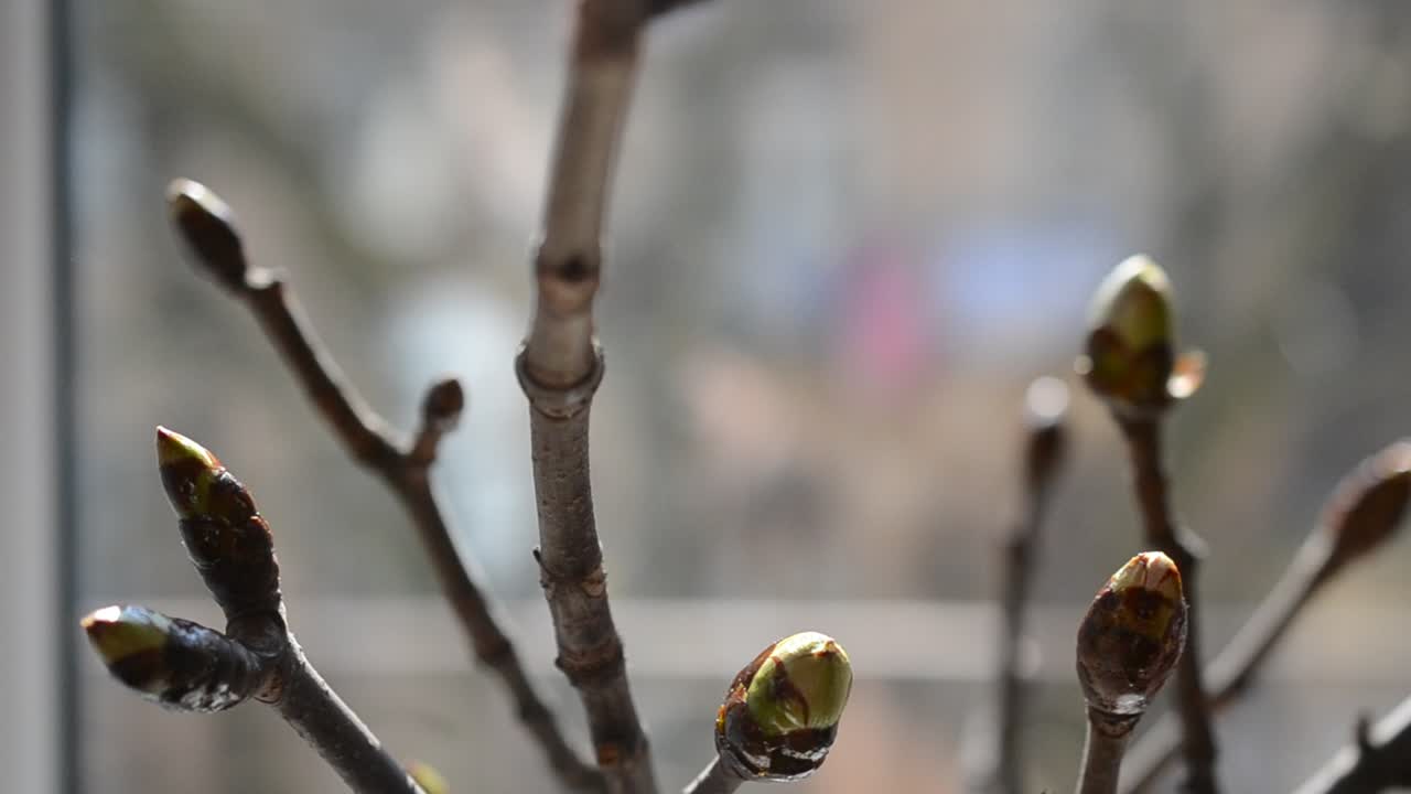 Aufnahme im Frühling. Ast in einem Glas.