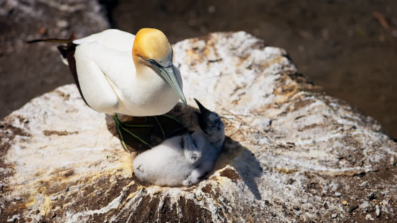 Close up of Ganet bird nest with young fledgling lying in large nest made of mud, Muriwai New Zealand