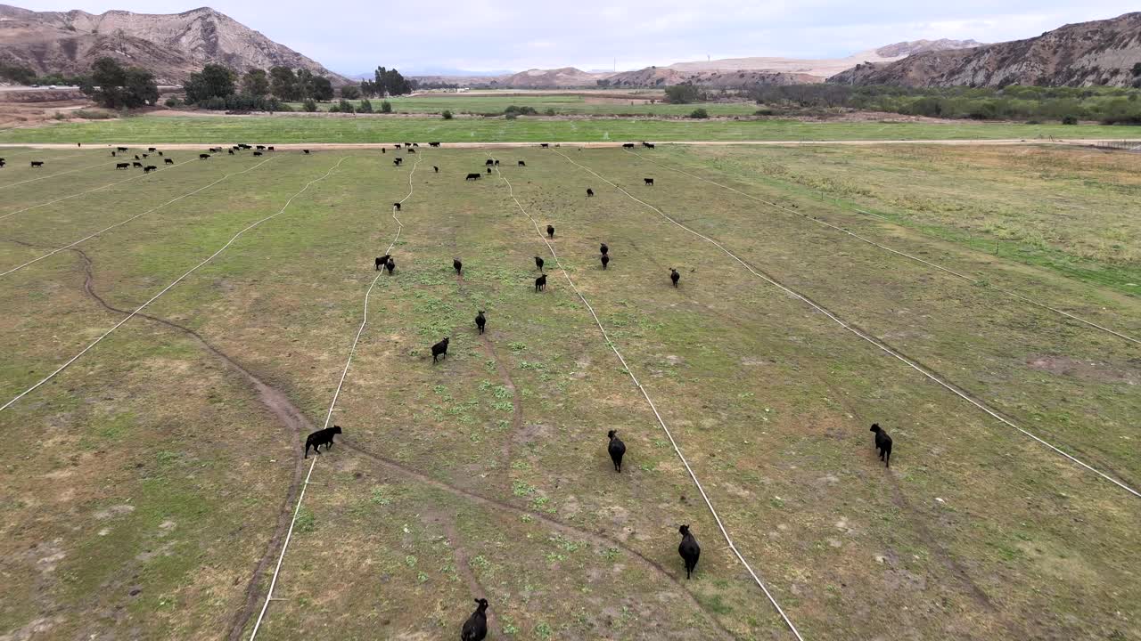 Veduta aerea su una mandria di mucche, campagna con vista sulle montagne sopra un campo erboso