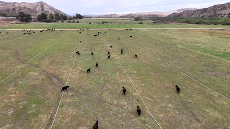 antena sobre rebaño de vacas, campo con vista a la montaña sobre campo de hierba