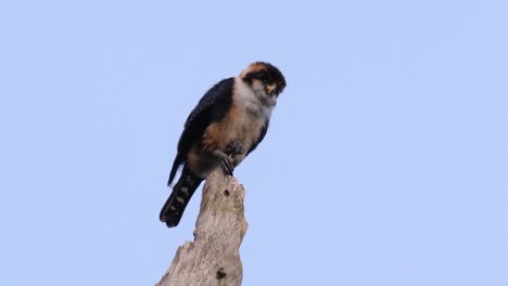 el falconet de muslo negro es una de las aves rapaces más pequeñas que se encuentran en los bosques de algunos países de asia