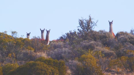 manada de guanacos de aspecto alerta mirando por la ladera con las orejas erguidas y el cielo azul detrás