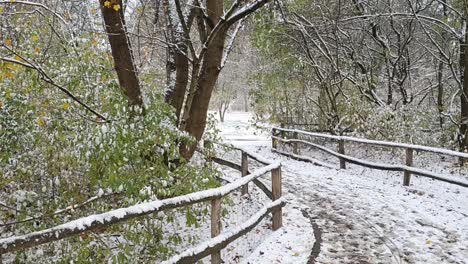 pan to the right on a small path in berlin in wintertime in park hasenheinde hd 30 fps 6 secs