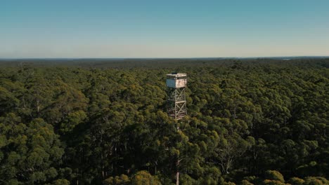 drone shot tilting down at the fire lookout at the top of the diamond tree, a giant karri tree near pemberton in western australia