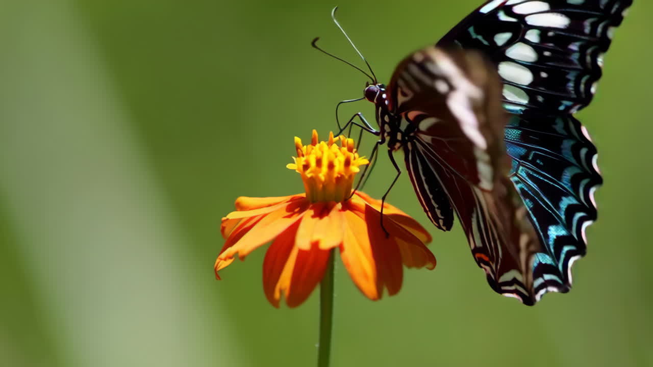 Blue Butterfly on Orange Flower