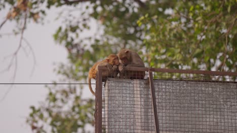 close up of two monkeys sleeping on metal structure in city