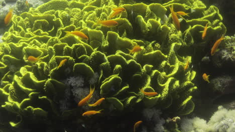 lettuce leaf coral in the reef of red sea surrounded by anthias fish