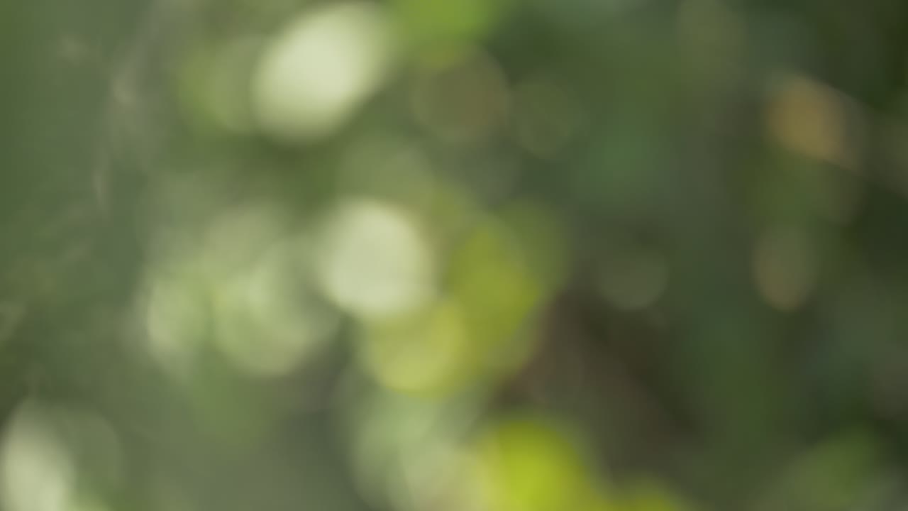 A captivating view of foliage and leaves enhanced by bokeh effects showcasing nature's beauty