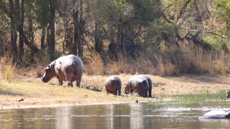 imágenes de un gran hipopótamo adulto en un lago natural en un parque nacional en sudáfrica