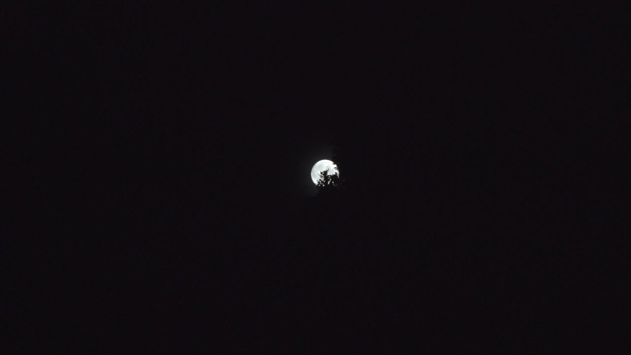 Lua brilhante movendo-se atrás da linha das árvores à noite - Time lapse