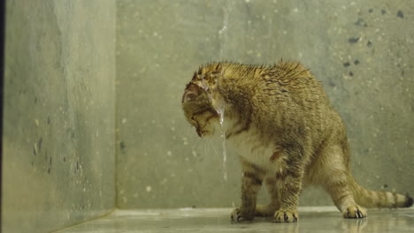 cat getting a shower