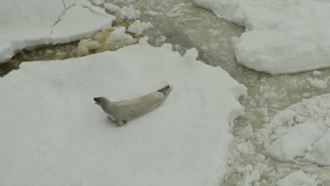 seal on iceberg