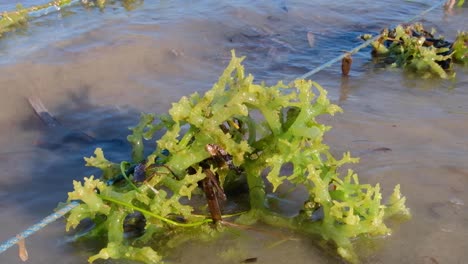 Close-up-view-of-edible-green-seaweed-attached-to-a-line-in-small-scale-seaweed-farm-on-Atauro-Island,-Timor-Leste,-Southeast-Asia