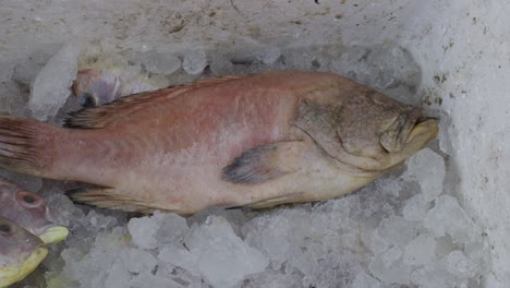 fresh fish kept at snow box at retail shop for sale at day from different angle