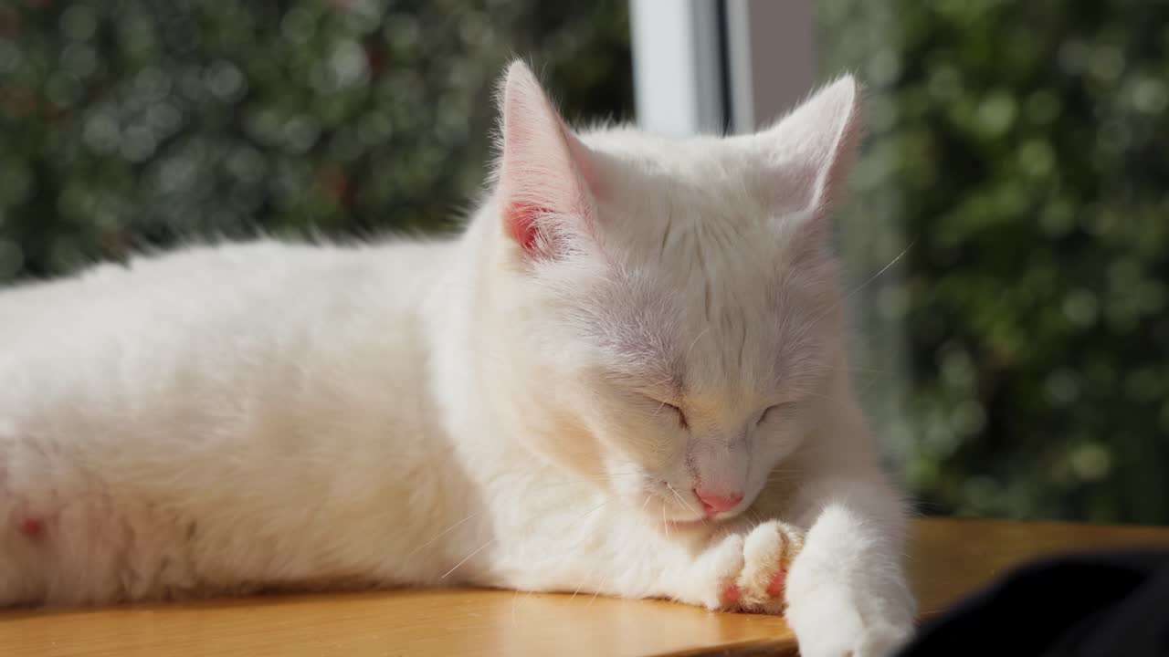 Slow motion shot of Adorable street cat licking paws and lying at Coffee shop interior, Furnas