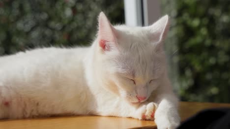 Slow-motion-shot-of-Adorable-street-cat-licking-paws-and-lying-at-Coffee-shop-interior,-Furnas