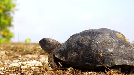 tortuga gigante bebé comiendo y caminando sobre la hierba